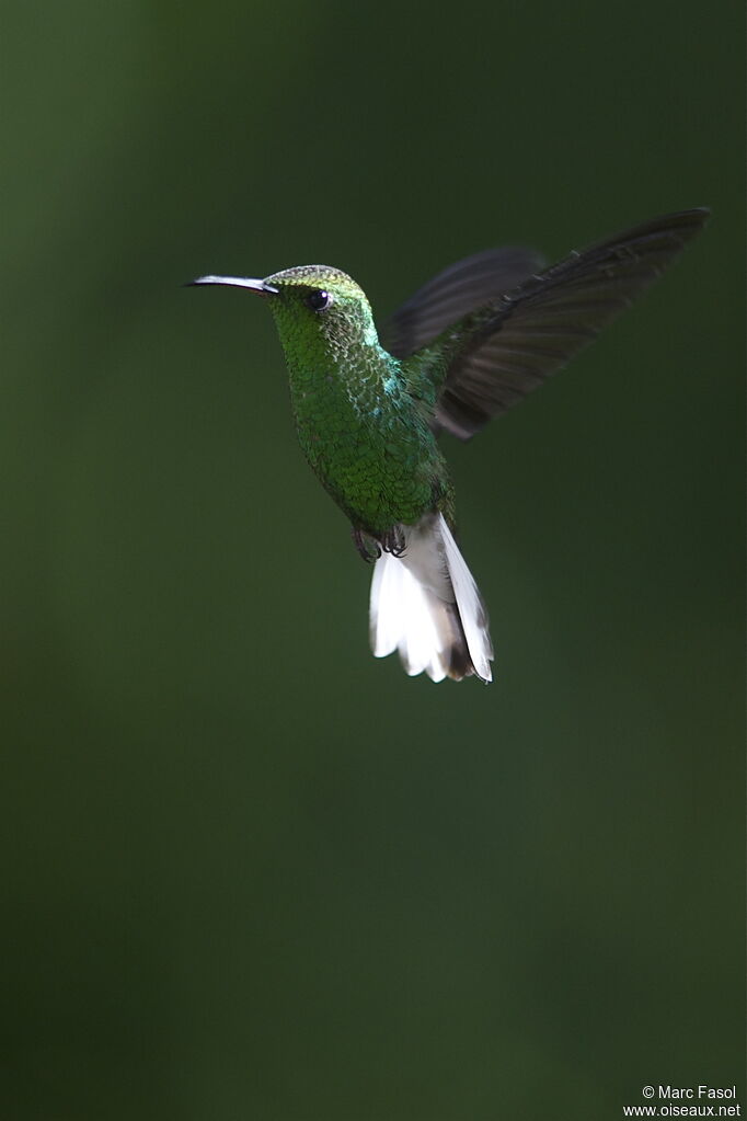 Colibri à tête cuivrée mâle adulte, Vol