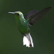 Colibri à tête cuivrée