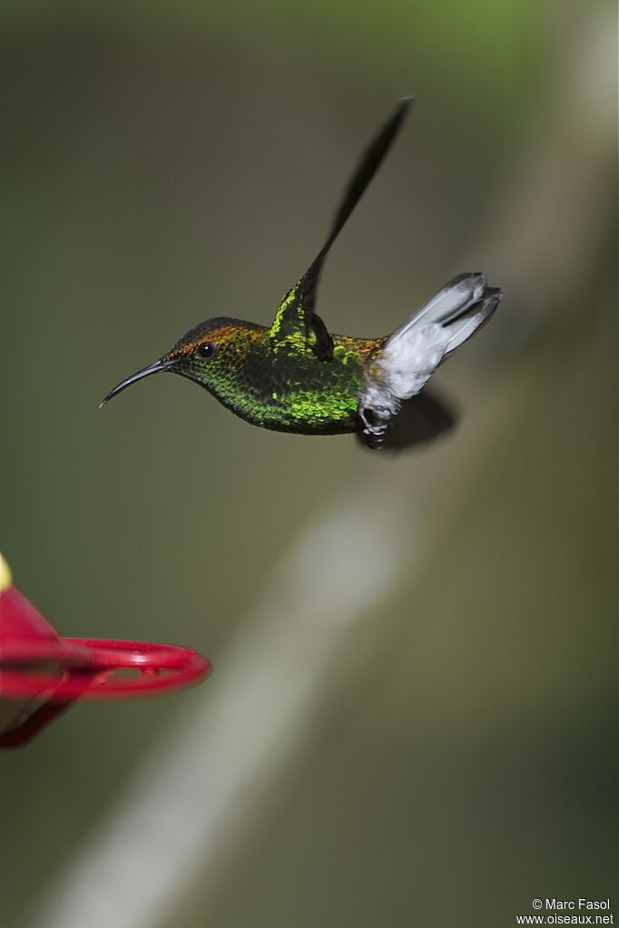 Colibri à tête cuivrée mâle adulte, Vol