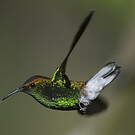 Colibri à tête cuivrée
