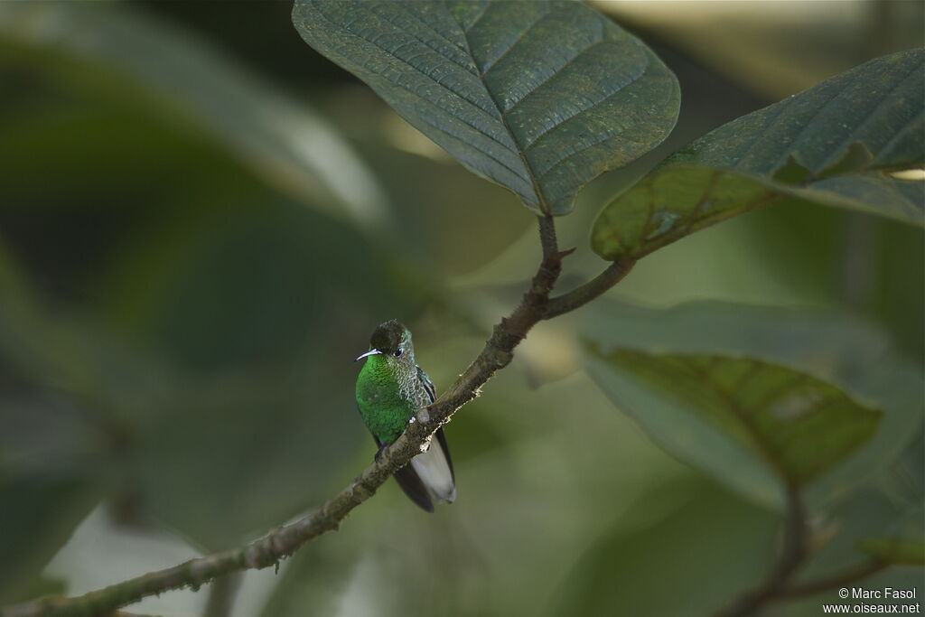 Colibri à tête cuivrée mâle adulte, identification