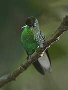 Coppery-headed Emerald