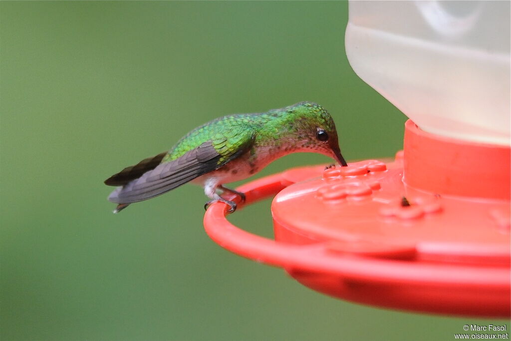 Colibri à tête cuivrée femelle adulte, identification, régime, Comportement