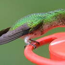 Colibri à tête cuivrée