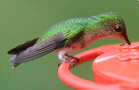 Colibri à tête cuivrée