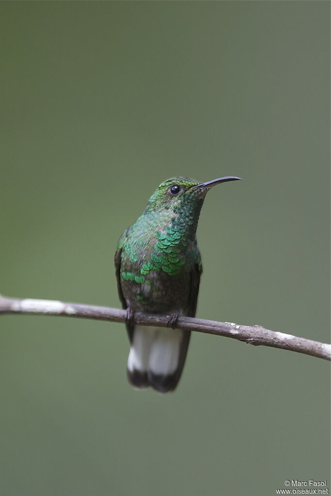 Colibri à tête cuivrée mâle immature, identification