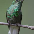 Colibri à tête cuivrée