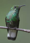 Coppery-headed Emerald