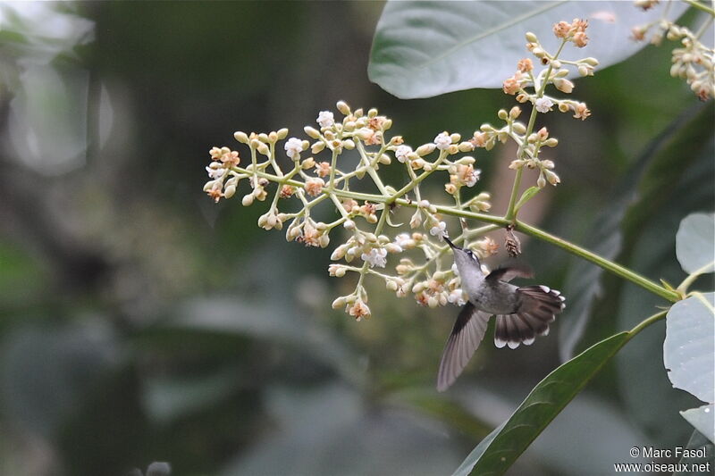 Violet-headed Hummingbird female adult, identification, Flight, feeding habits