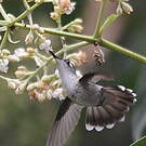 Colibri à tête violette