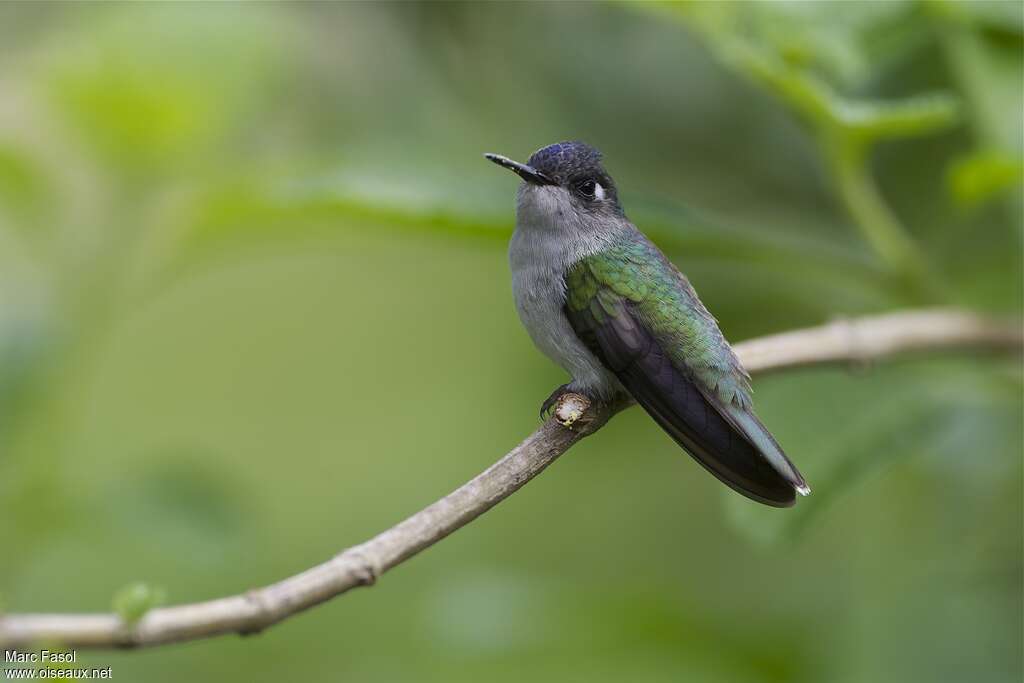 Colibri à tête violette femelle adulte, identification