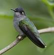 Colibri à tête violette