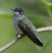 Colibri à tête violette