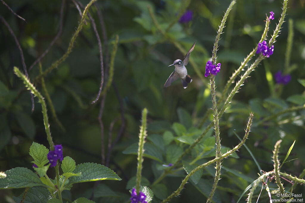 Violet-headed Hummingbird