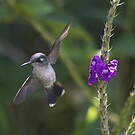 Colibri à tête violette
