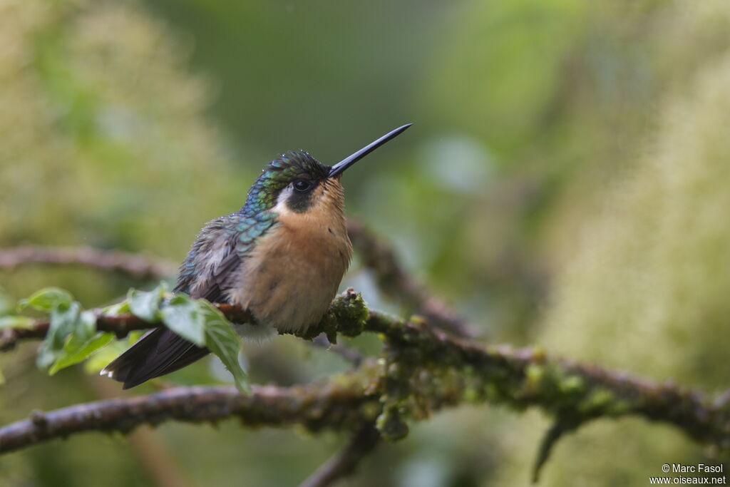 Colibri à ventre châtain femelle, identification