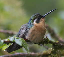 Colibri à ventre châtain