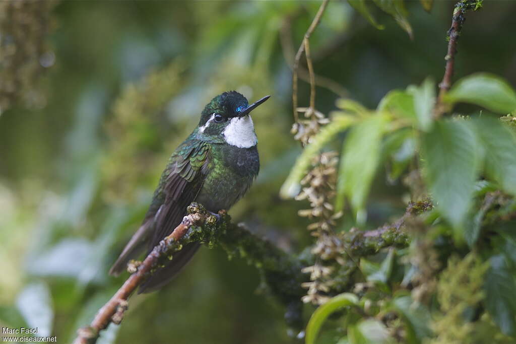 White-throated Mountaingem male, identification