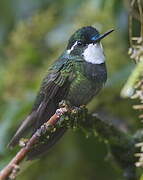 Colibri à ventre châtain