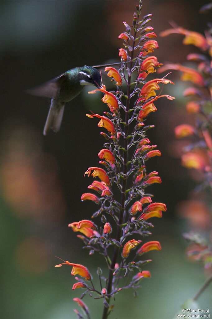 Colibri à ventre châtain mâle adulte, identification, Vol, régime