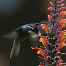 Colibri à ventre châtain
