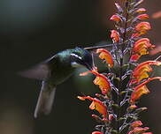 Colibri à ventre châtain