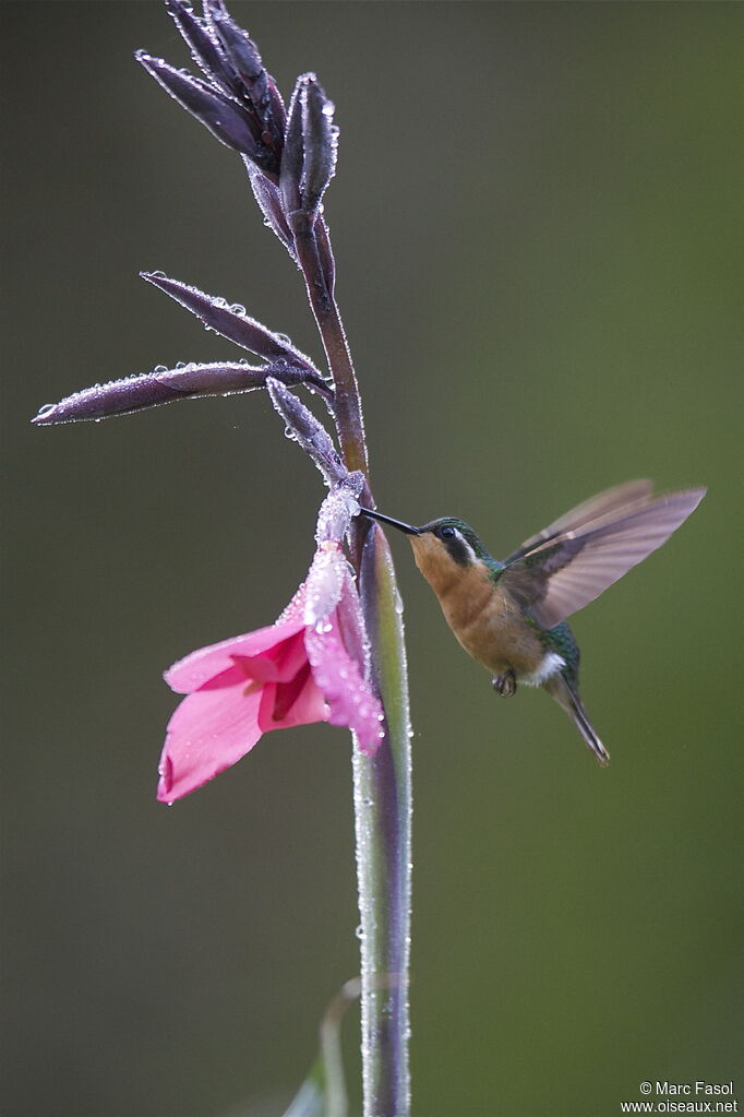 Colibri à ventre châtain femelle adulte, identification, Vol, régime