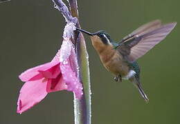 Colibri à ventre châtain