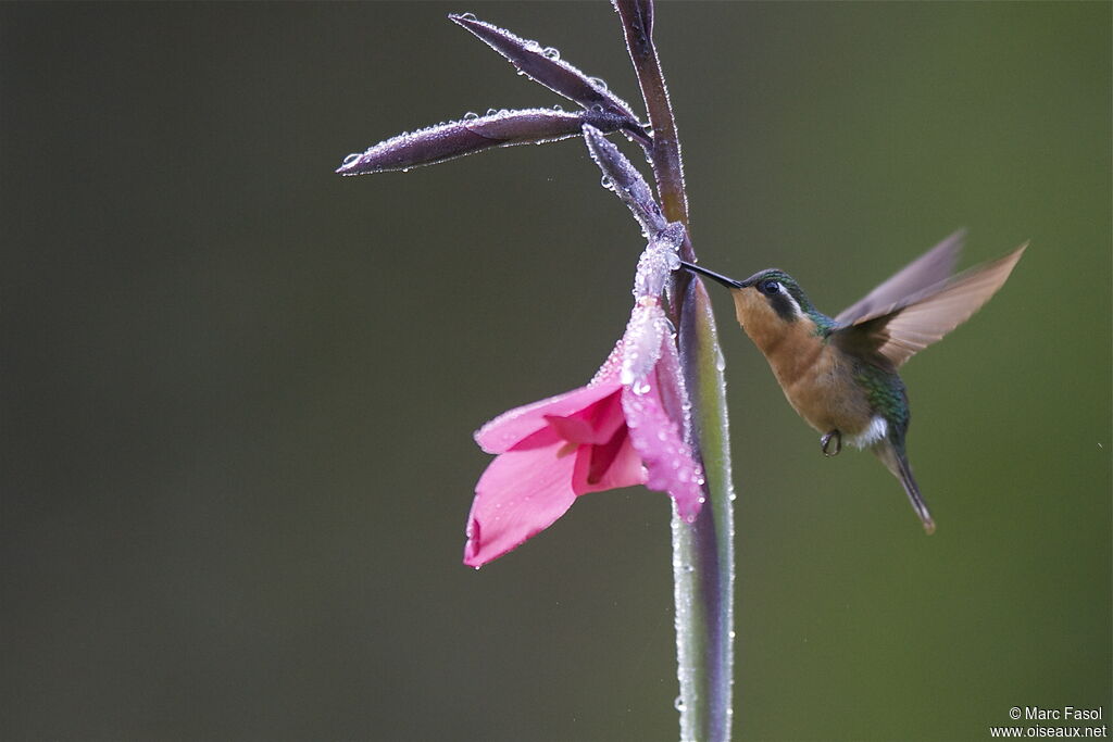 Colibri à ventre châtain femelle adulte, Vol, régime