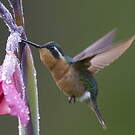 Colibri à ventre châtain