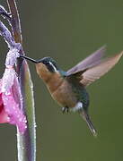 Colibri à ventre châtain