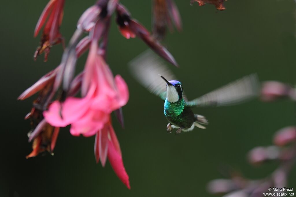 Colibri à ventre châtain mâle adulte, Vol