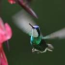 Colibri à ventre châtain