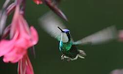 Colibri à ventre châtain