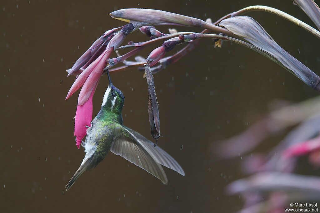 White-throated Mountaingem male adult, identification, Flight, feeding habits