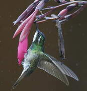 Colibri à ventre châtain