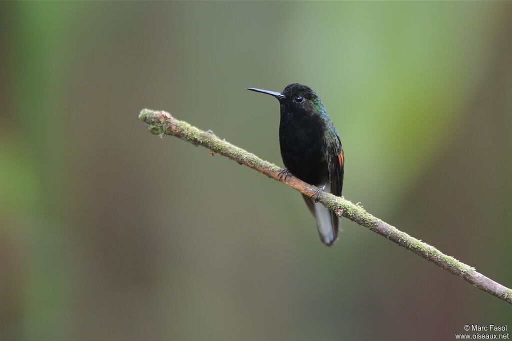 Colibri à ventre noir mâle adulte, identification