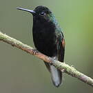 Colibri à ventre noir