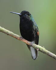 Colibri à ventre noir