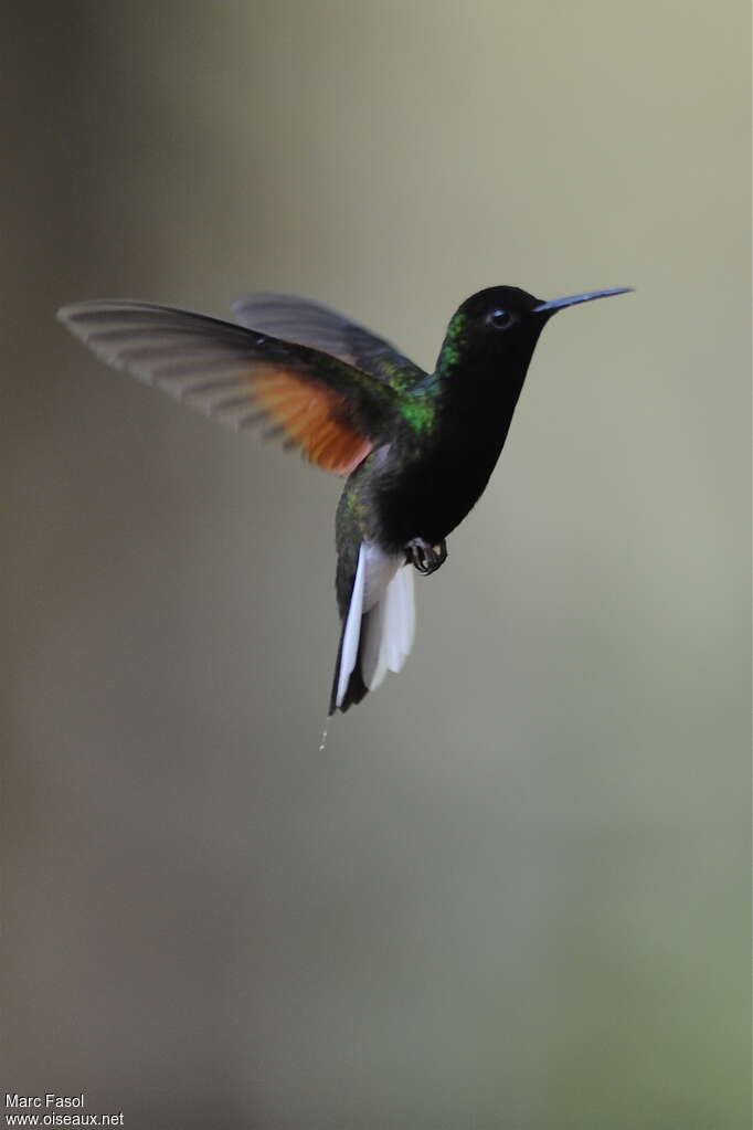 Colibri à ventre noir mâle adulte, Vol