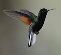 Colibri à ventre noir