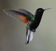 Colibri à ventre noir