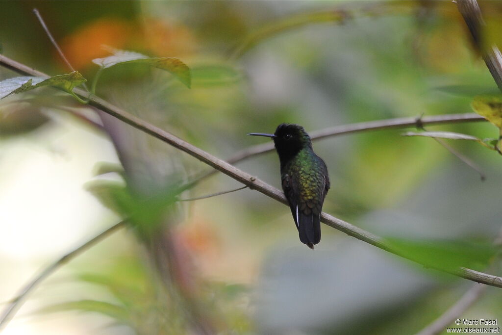 Colibri à ventre noir mâle adulte, identification