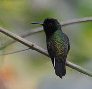 Black-bellied Hummingbird