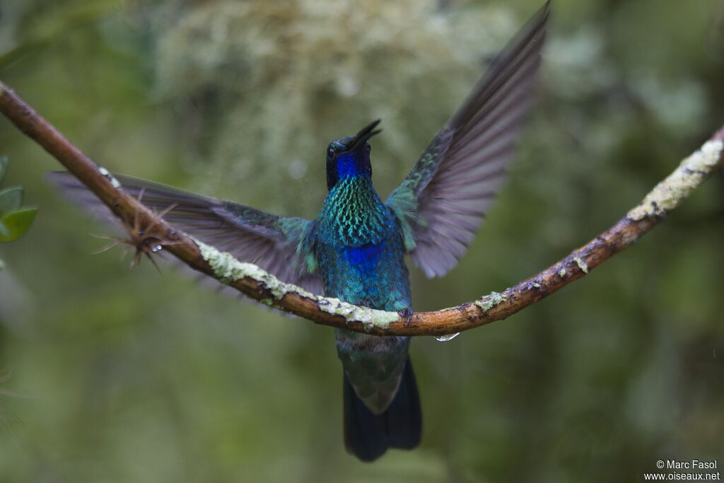 Colibri anaïsadulte nuptial, Vol