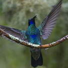 Colibri anaïs