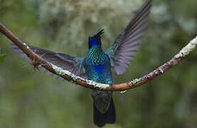 Sparkling Violetear