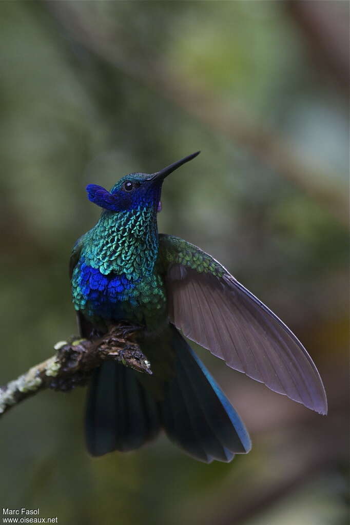 Colibri anaïsadulte, pigmentation, Comportement