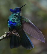 Sparkling Violetear