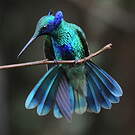 Colibri anaïs